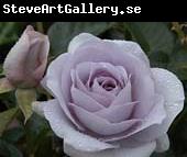 unknow artist White Realistic Rose